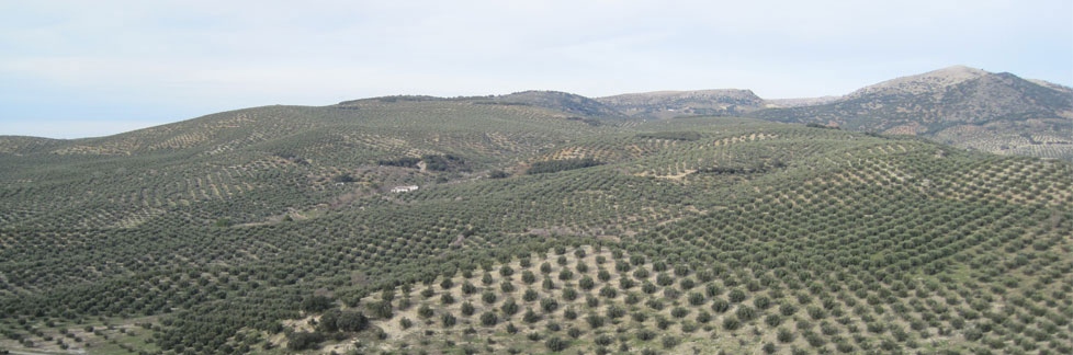 Paisaje Olivar Jaen